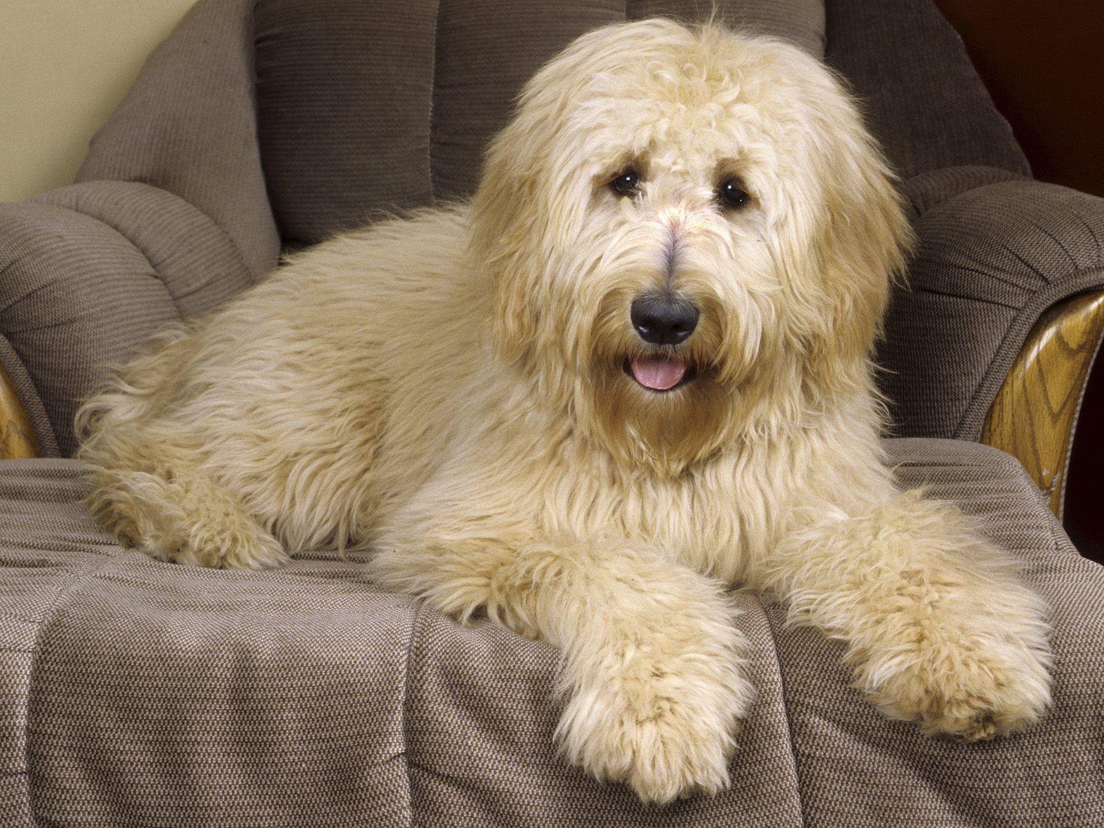 Goldendoodle Wallpaper