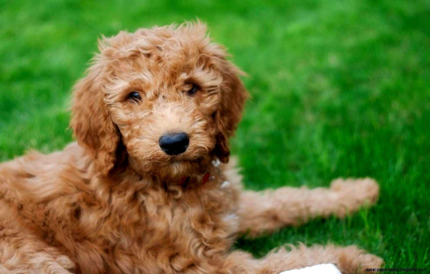 Goldendoodle  decorate with a wall mural  Photowall