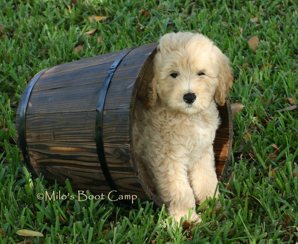 Goldendoodle Puppies HD Wallpaper, Background Image