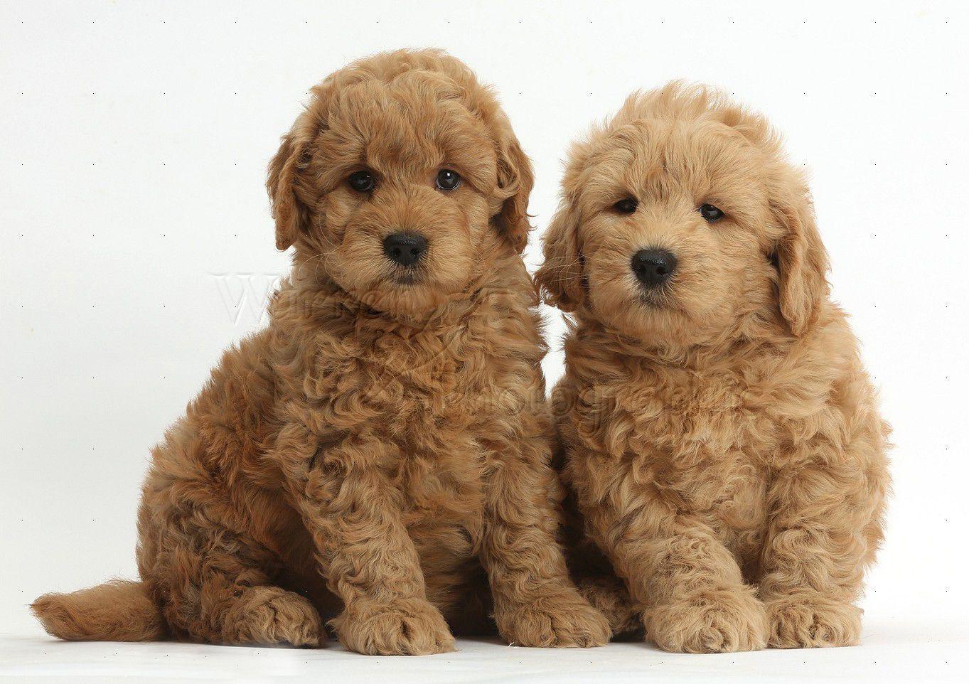 Goldendoodle wallpapers HD  Download Free backgrounds