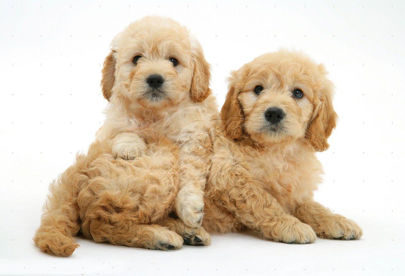 goldendoodle wallpapers wallpaper cave on goldendoodle puppies wallpapers