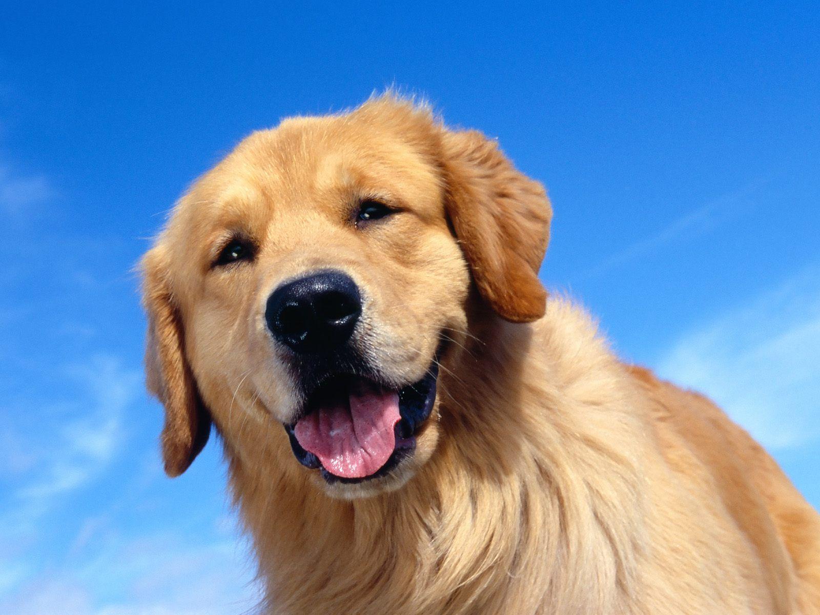 Desktop Picture Of Golden Doodle Dogs Wallpaper