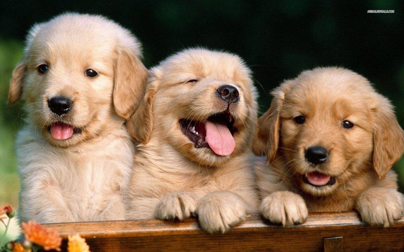 Puppy Wall Paper Wallpaper Image
