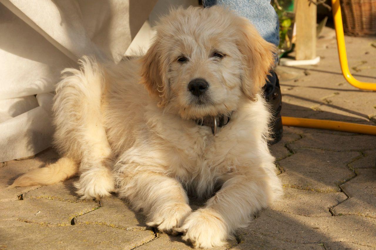 Goldendoodle, a Golden Retriever Poodle Mix.com. Dogs