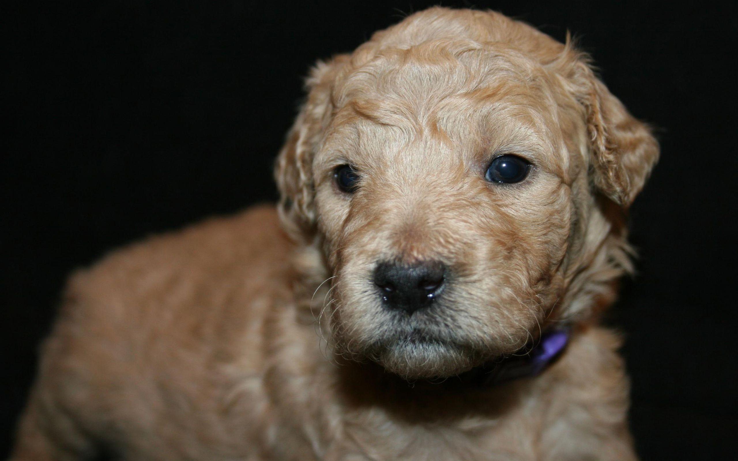 Download wallpaper Goldendoodle, cute dogs, furry dog, pets, dogs