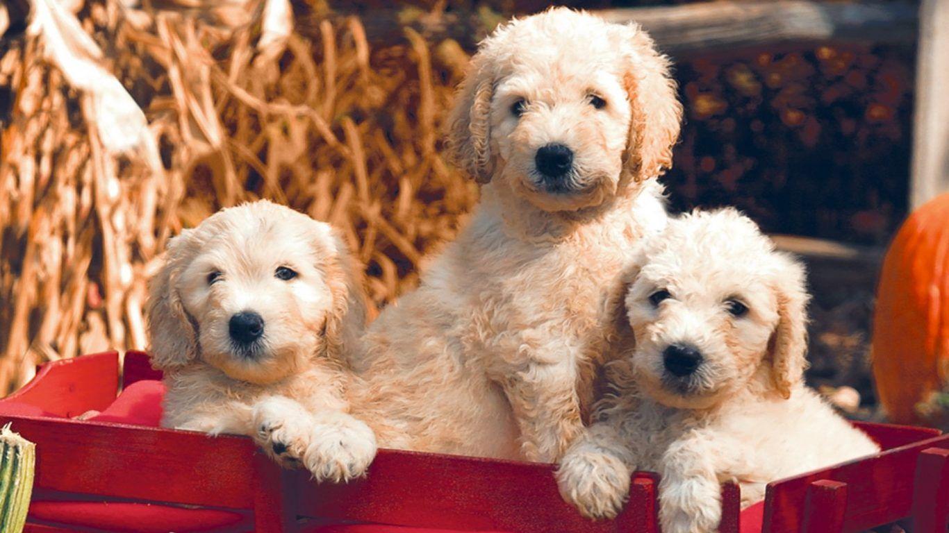 Wallpaper Tagged With Wagon: Wagon Puppies Nature Dogs Pups Cute