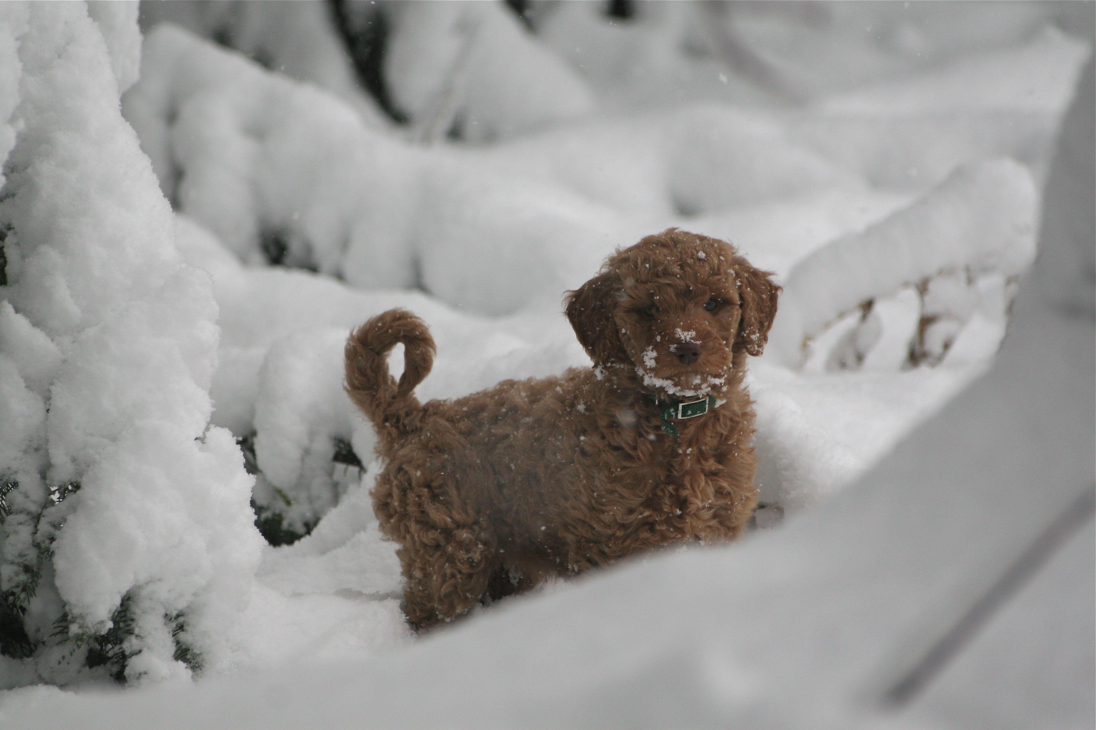 Sam The Goldendoodle Puppy, Puppies, Dogs