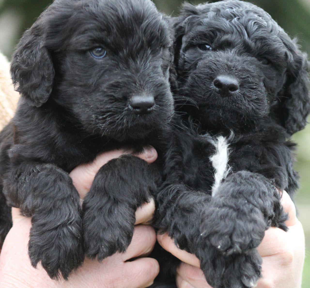 Group of Black Goldendoodle Puppies In