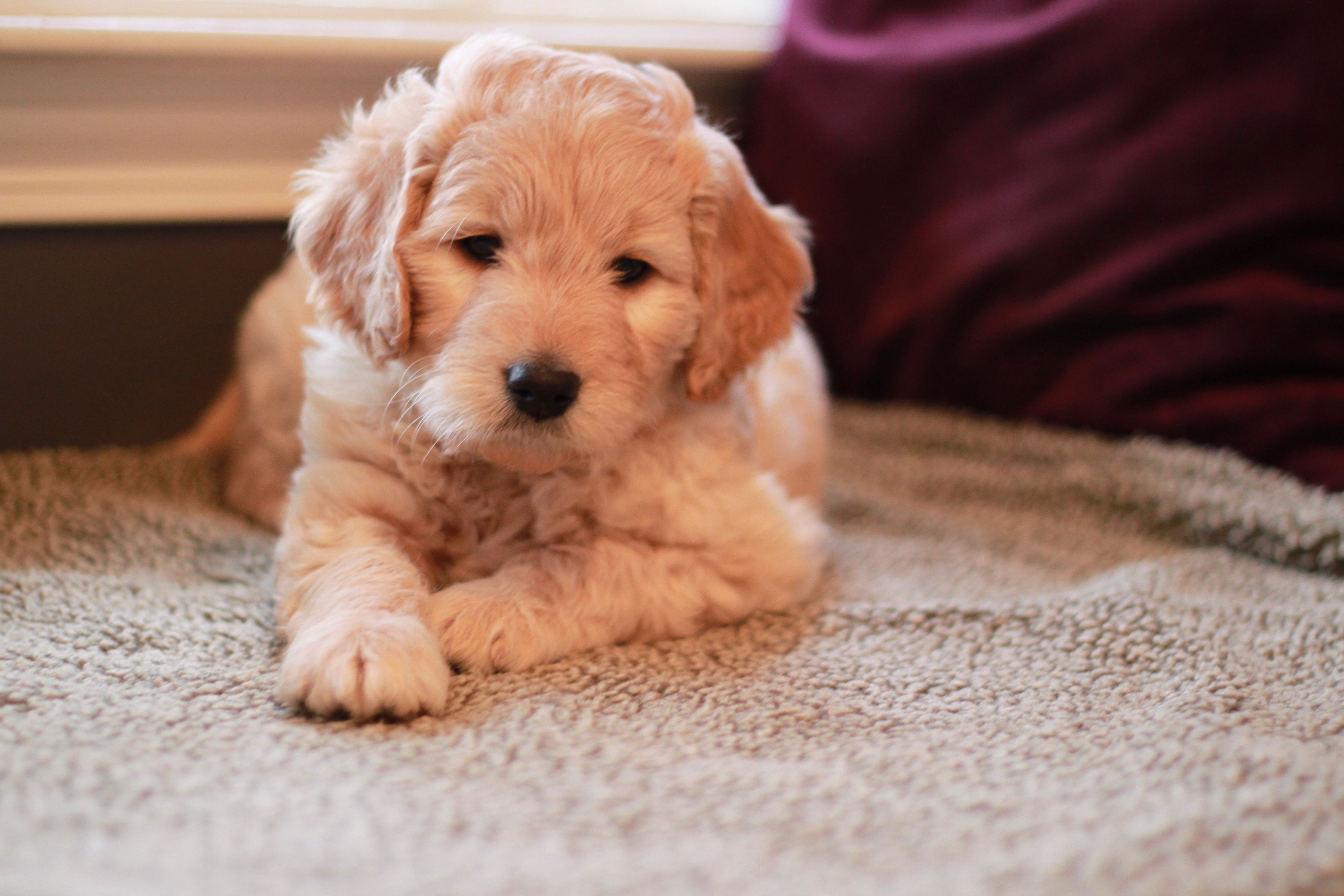 month old Goldendoodle from River Valley Doodles; Einstein