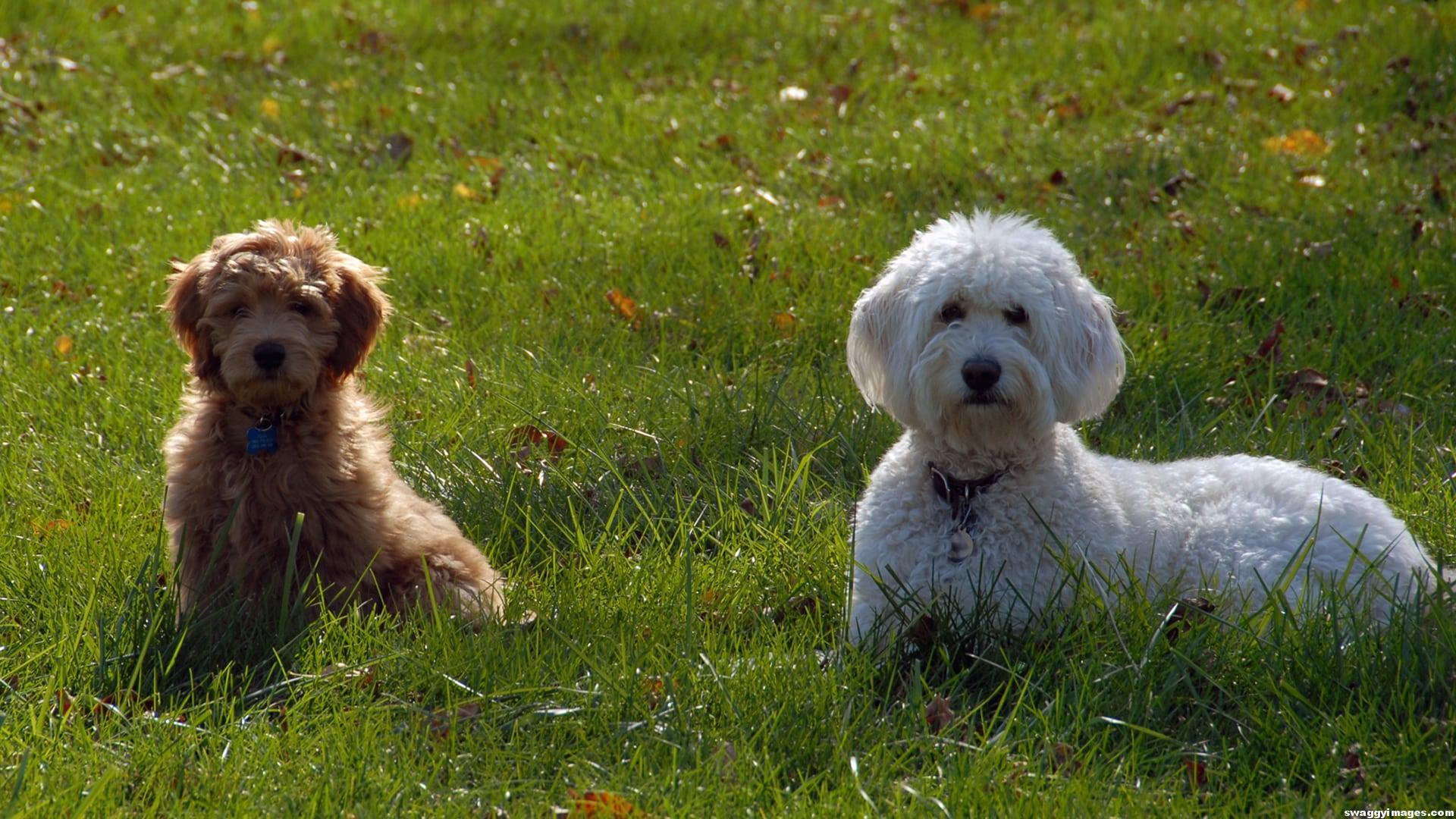 Goldendoodle Dog Puppy Wallpaper