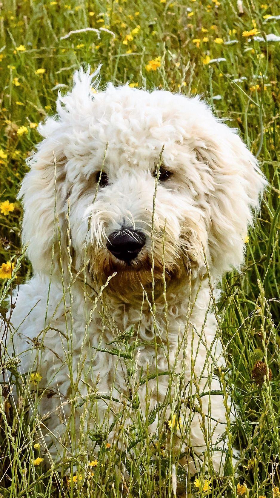 Download Wallpaper 938x1668 Goldendoodle, Dog, Grass Iphone 8 7 6s 6