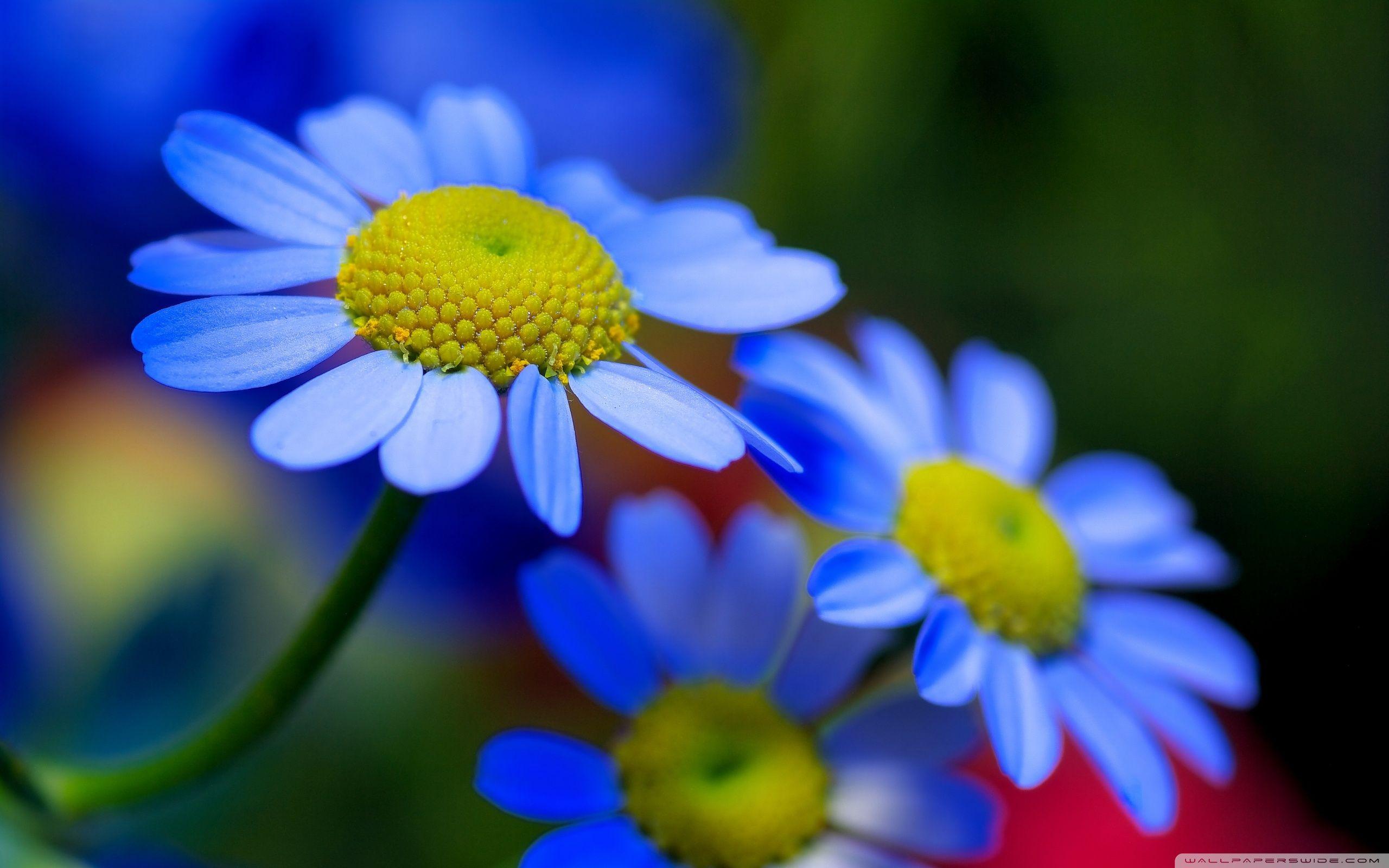 Blue Flowers Wallpaper 2560×1600 Display HD Background