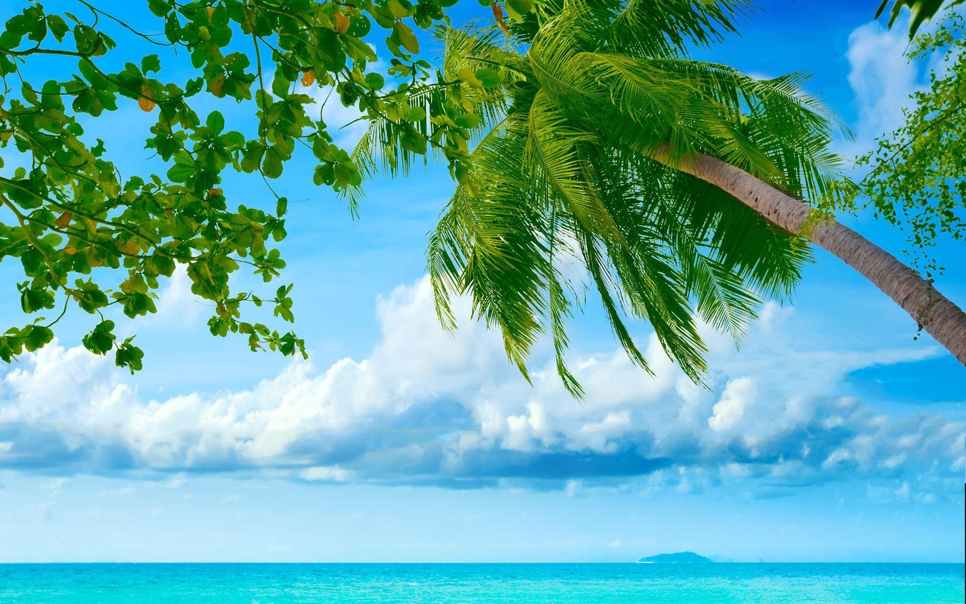 Beach sea palms HD