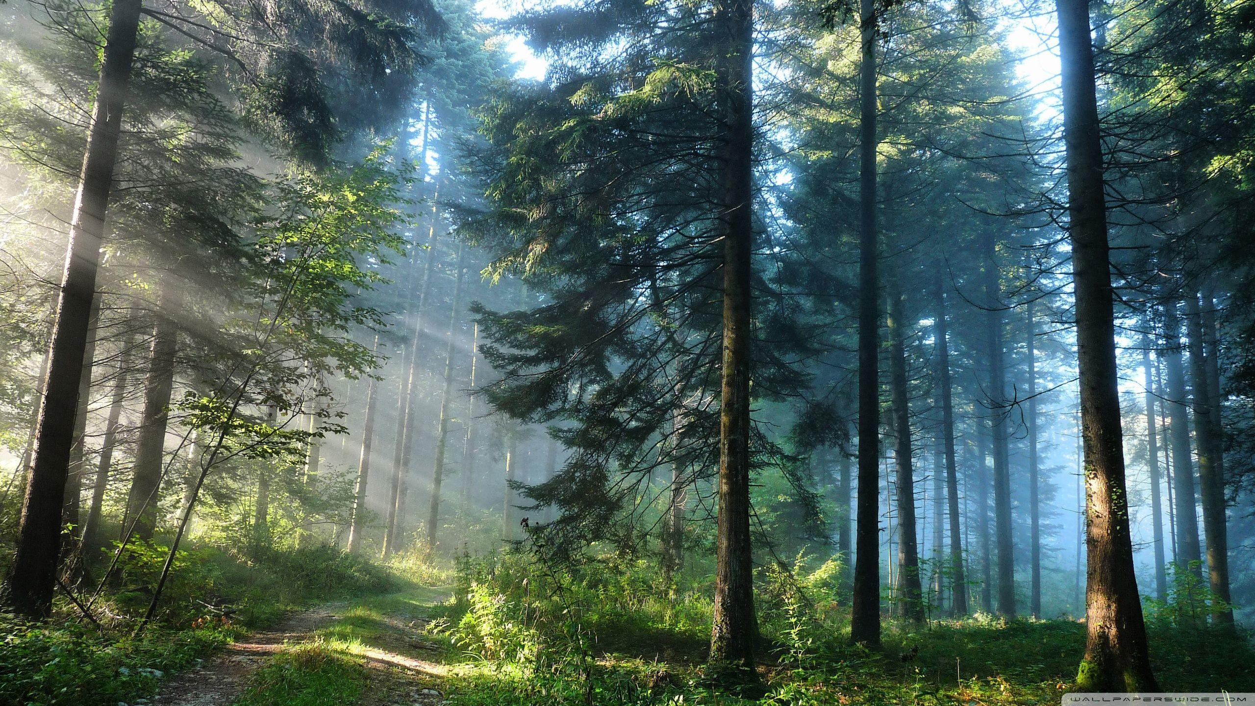 Floresta, trilha, HD wallpaper