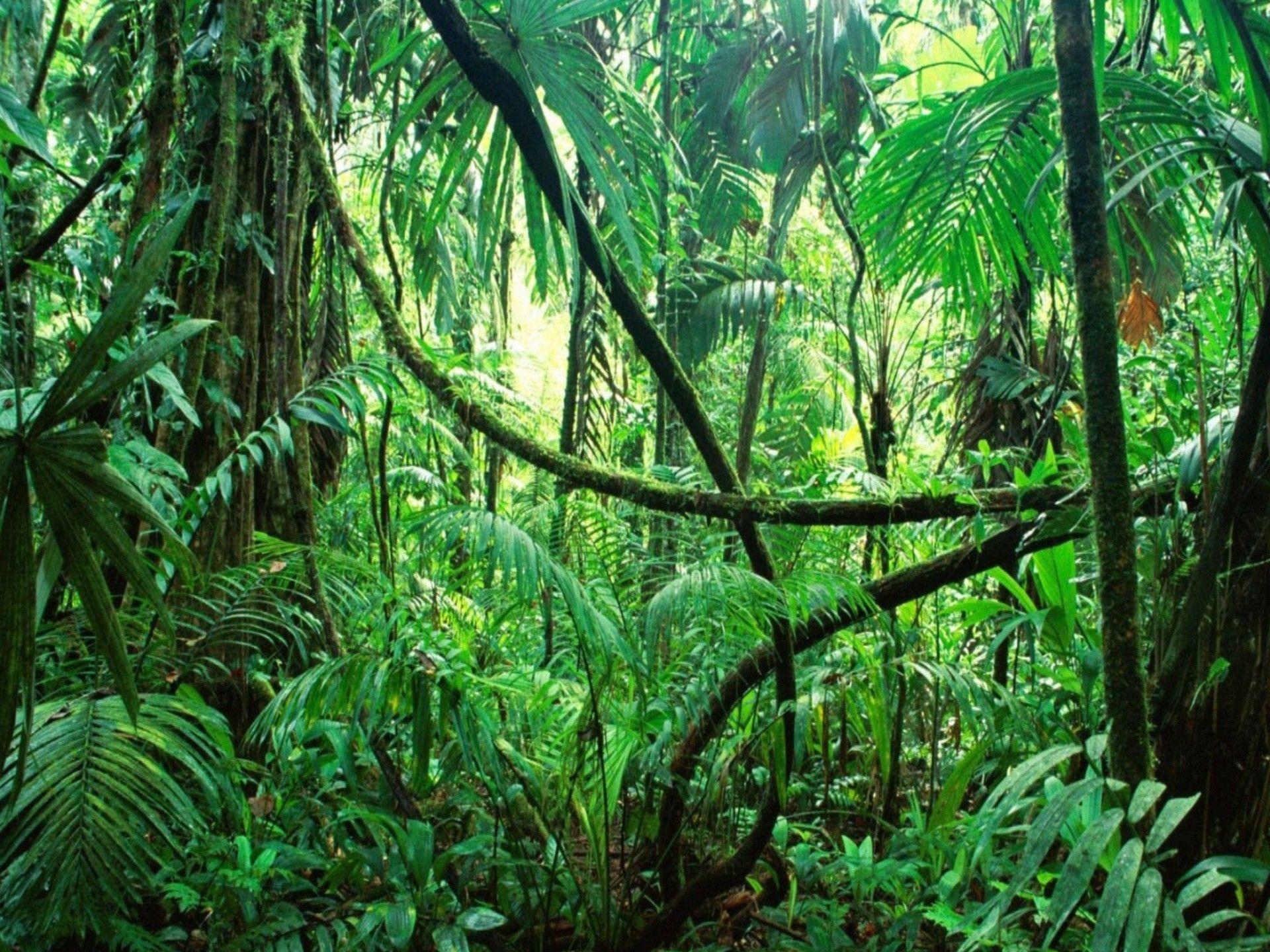Экваториальные и тропические леса