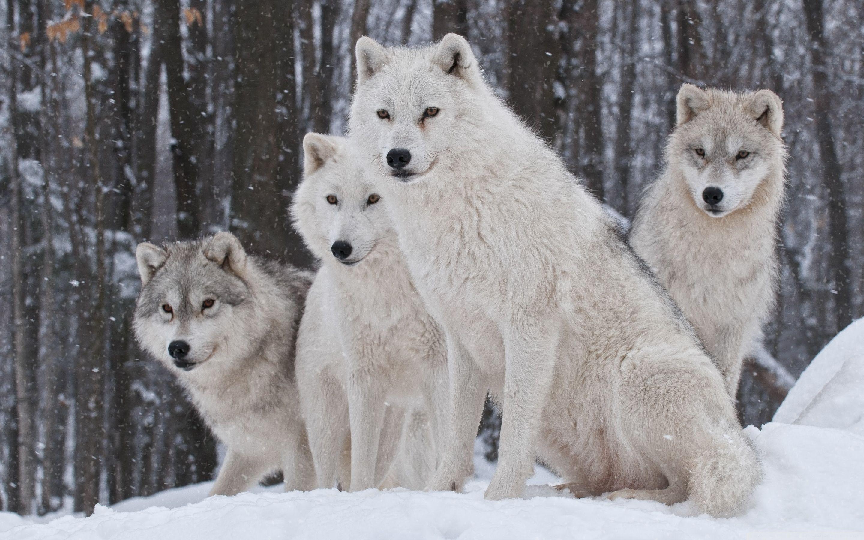 Download Uniting in the Wild  The Majestic Wolf Pack Wallpaper  Wallpapers com