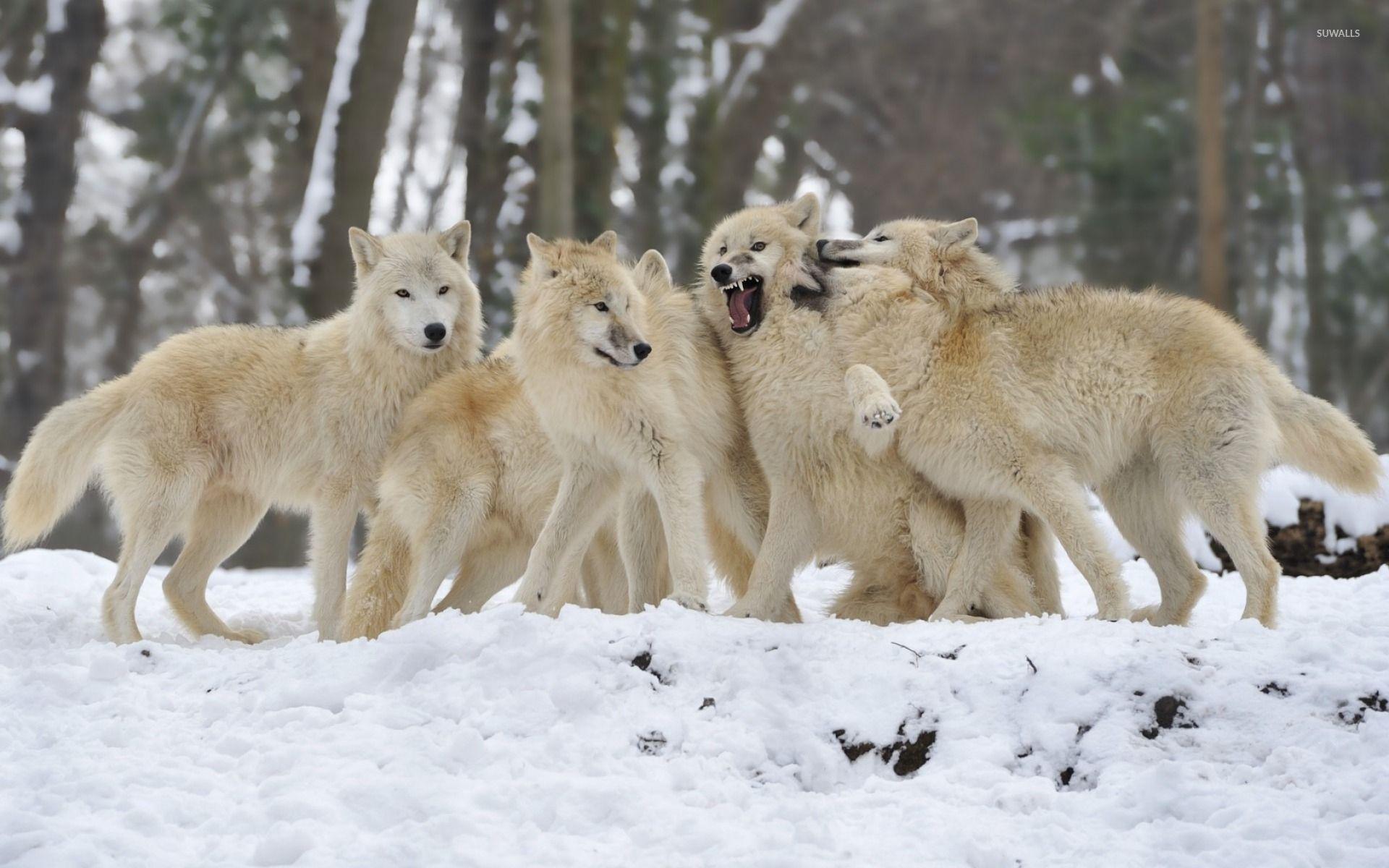 Wolf Pack fantasy wolves abstract animals dogs HD wallpaper  Peakpx