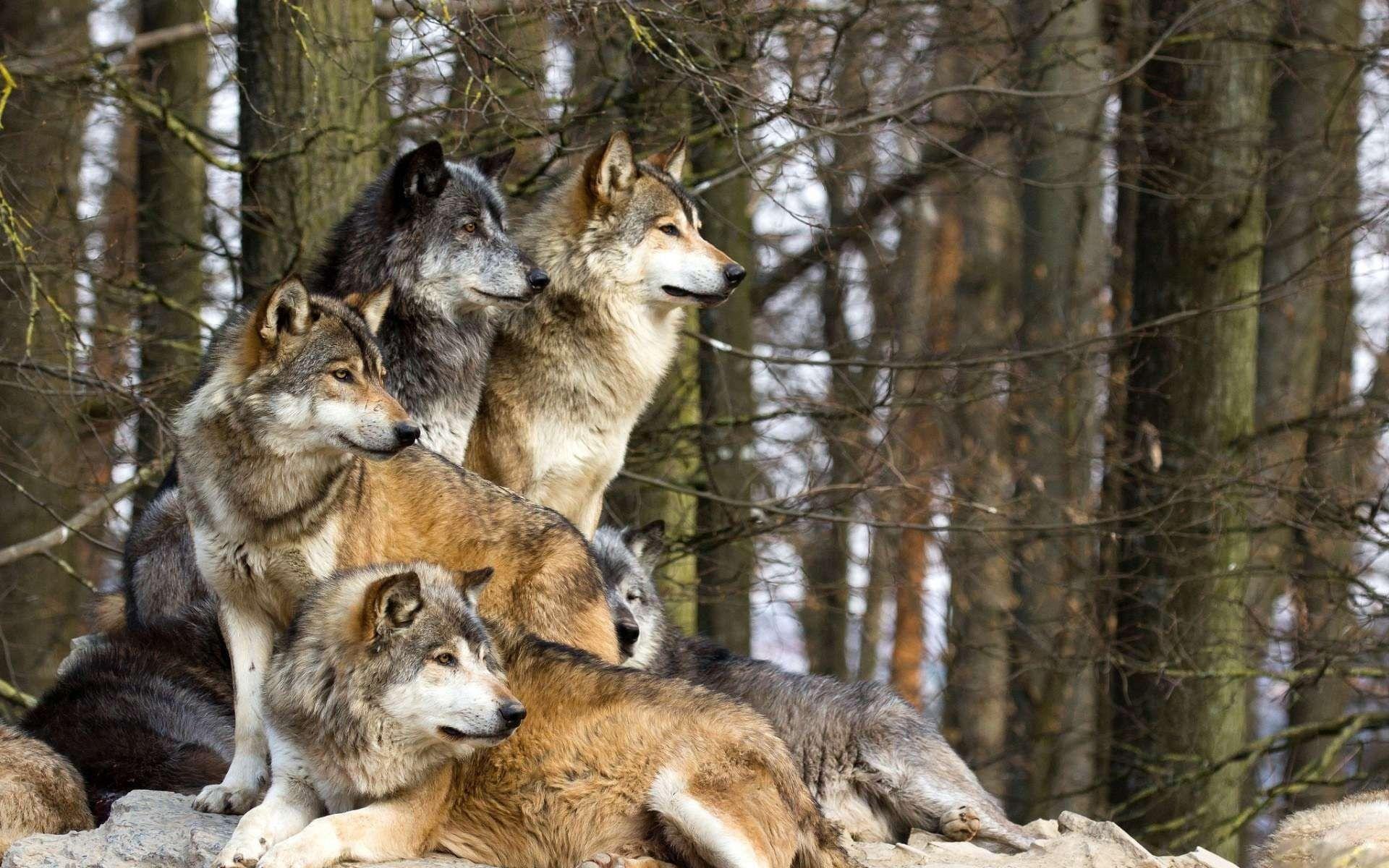 Gray Wolf Pack HD Wallpaper, Background Image