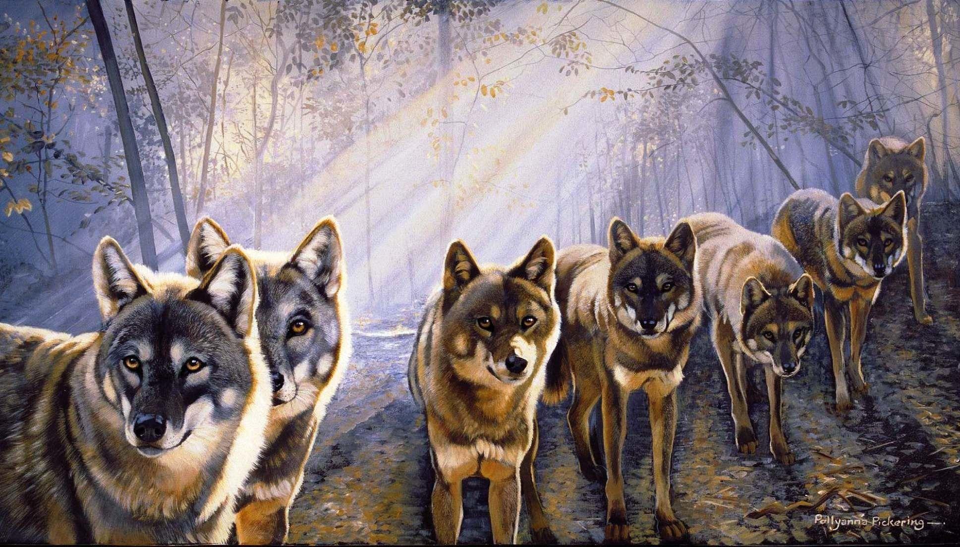 Pack of Wolves Wallpaper