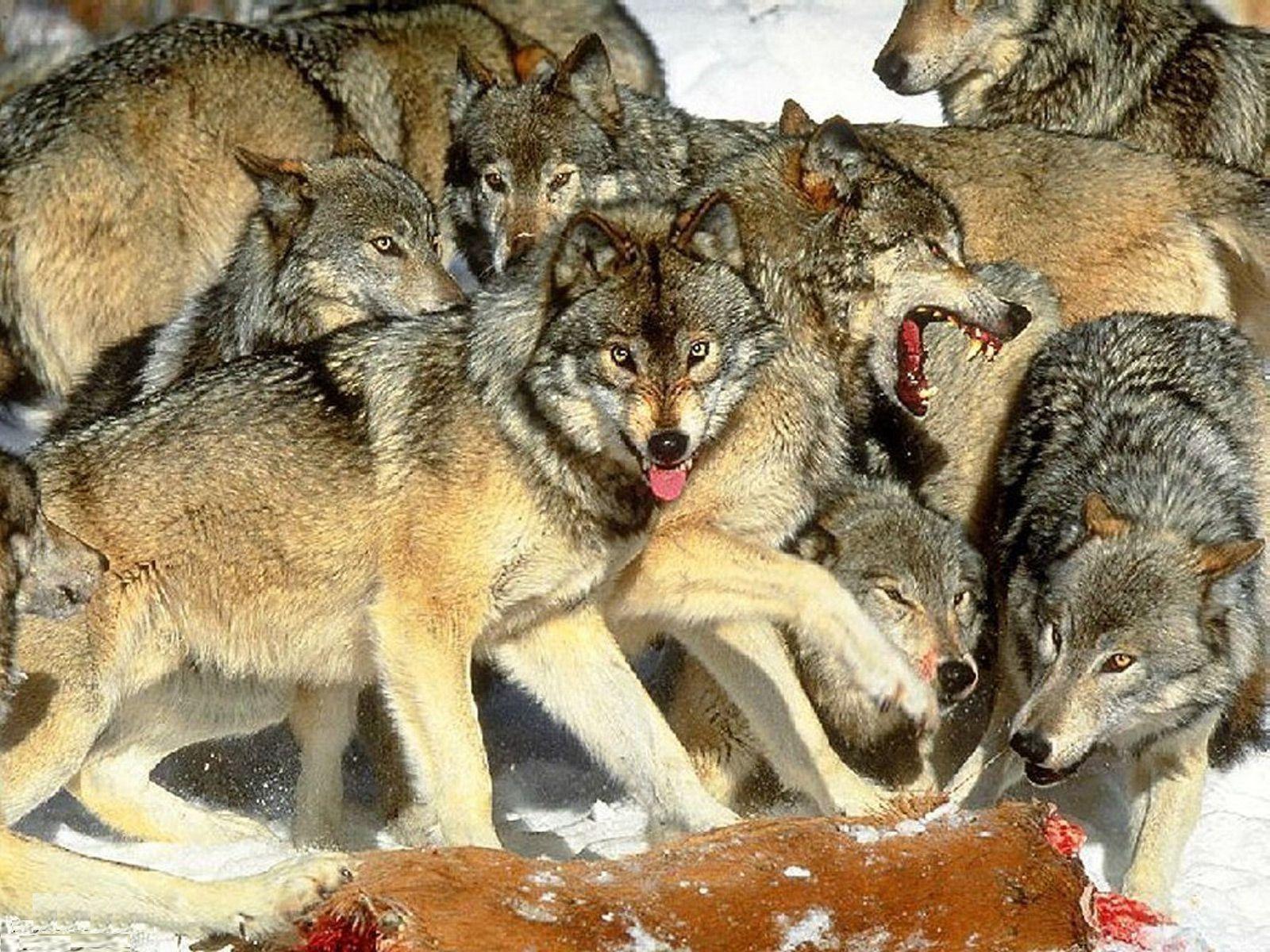 Wolf Pack Wallpaper Gallery (84 Plus) PIC WPW5011499
