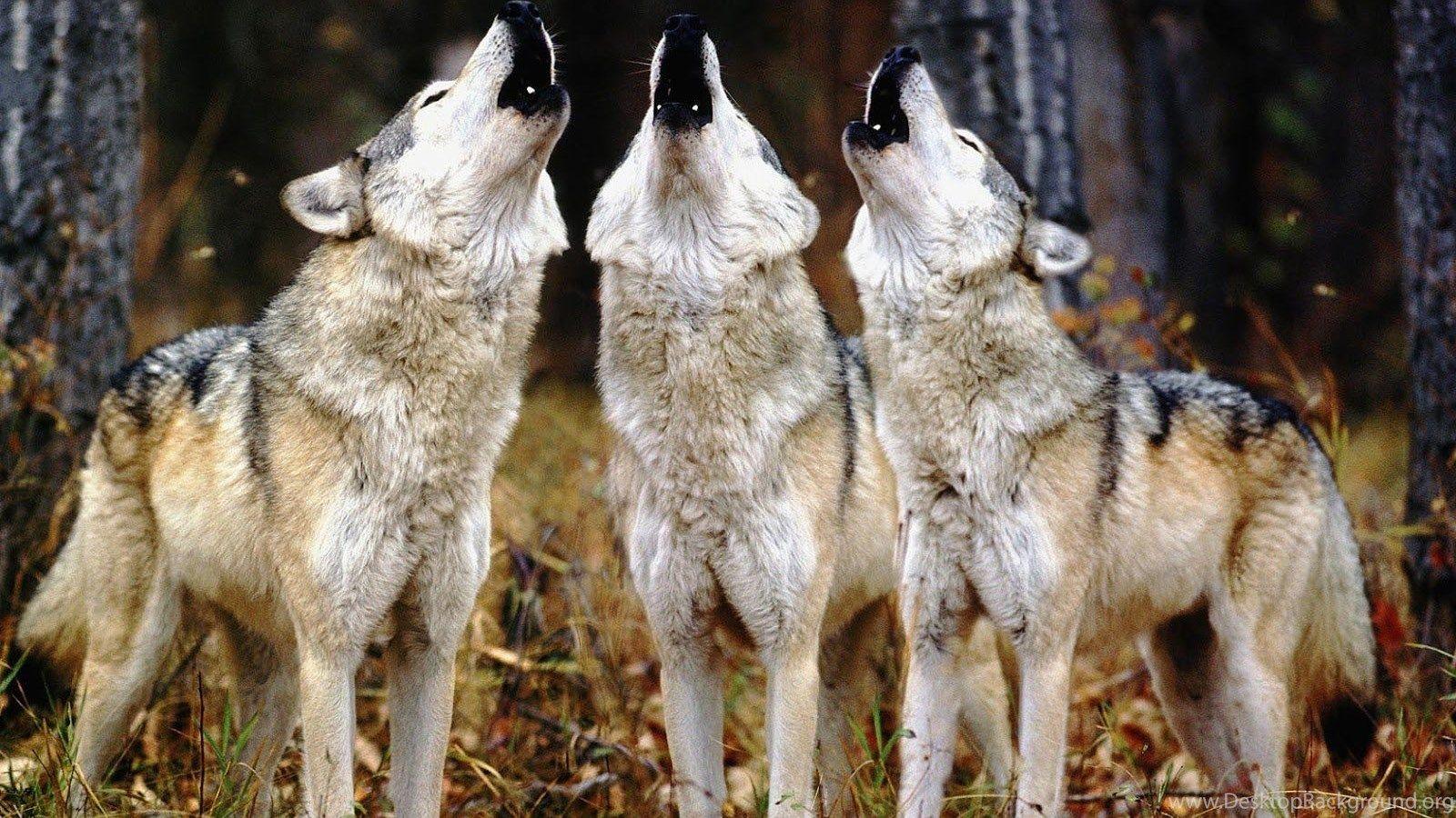 Wolf Pack Wallpaper With Many Wolves Desktop Background