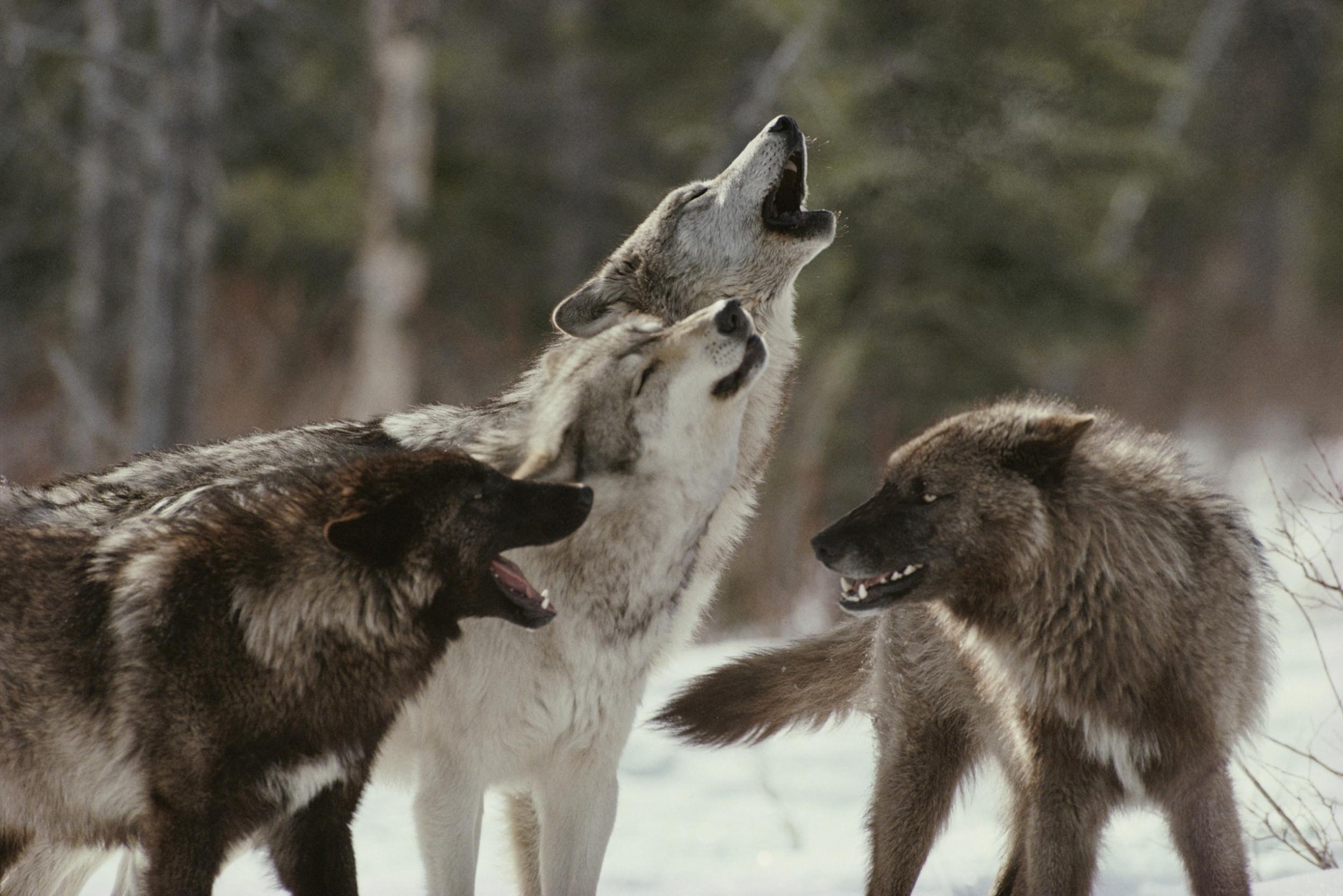 Wolf Pack Wallpapers Wallpaper Cave
