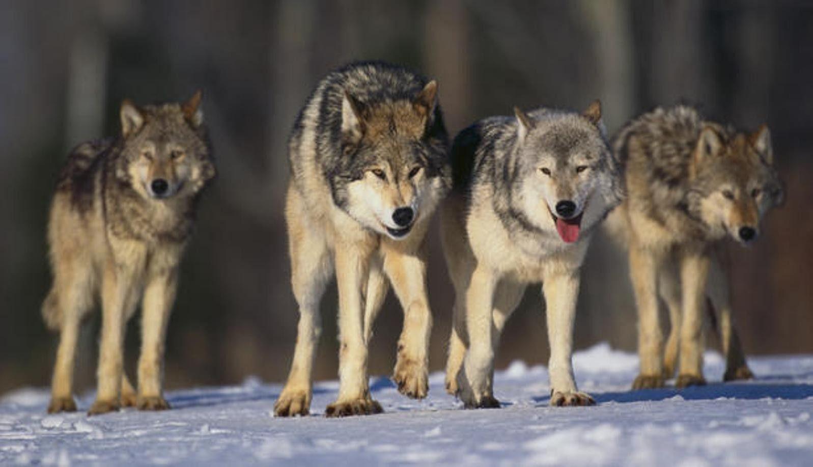 Other Wolf Pack Snow Animals Wolkves Nature Woelfe Rudel
