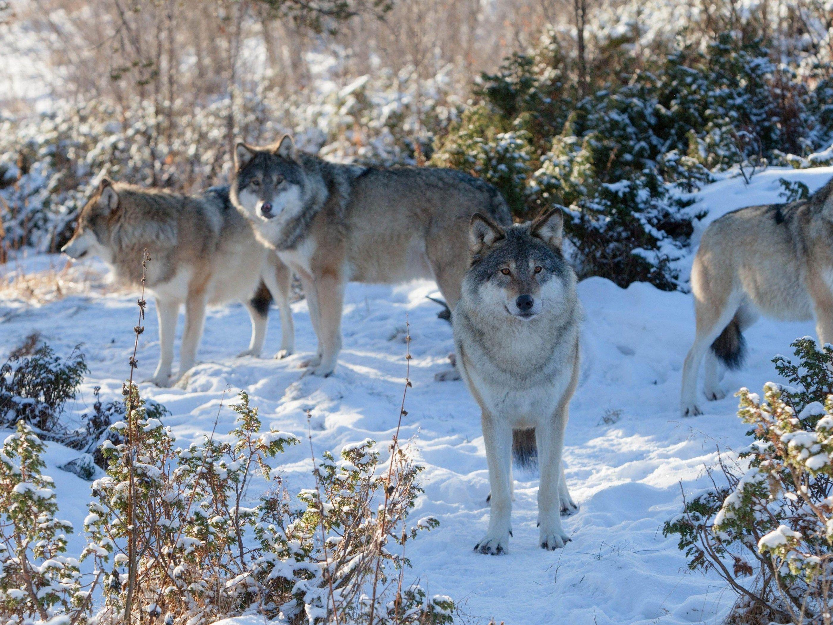 Wolf pack in the snow HD desktop wallpaper, Widescreen, High