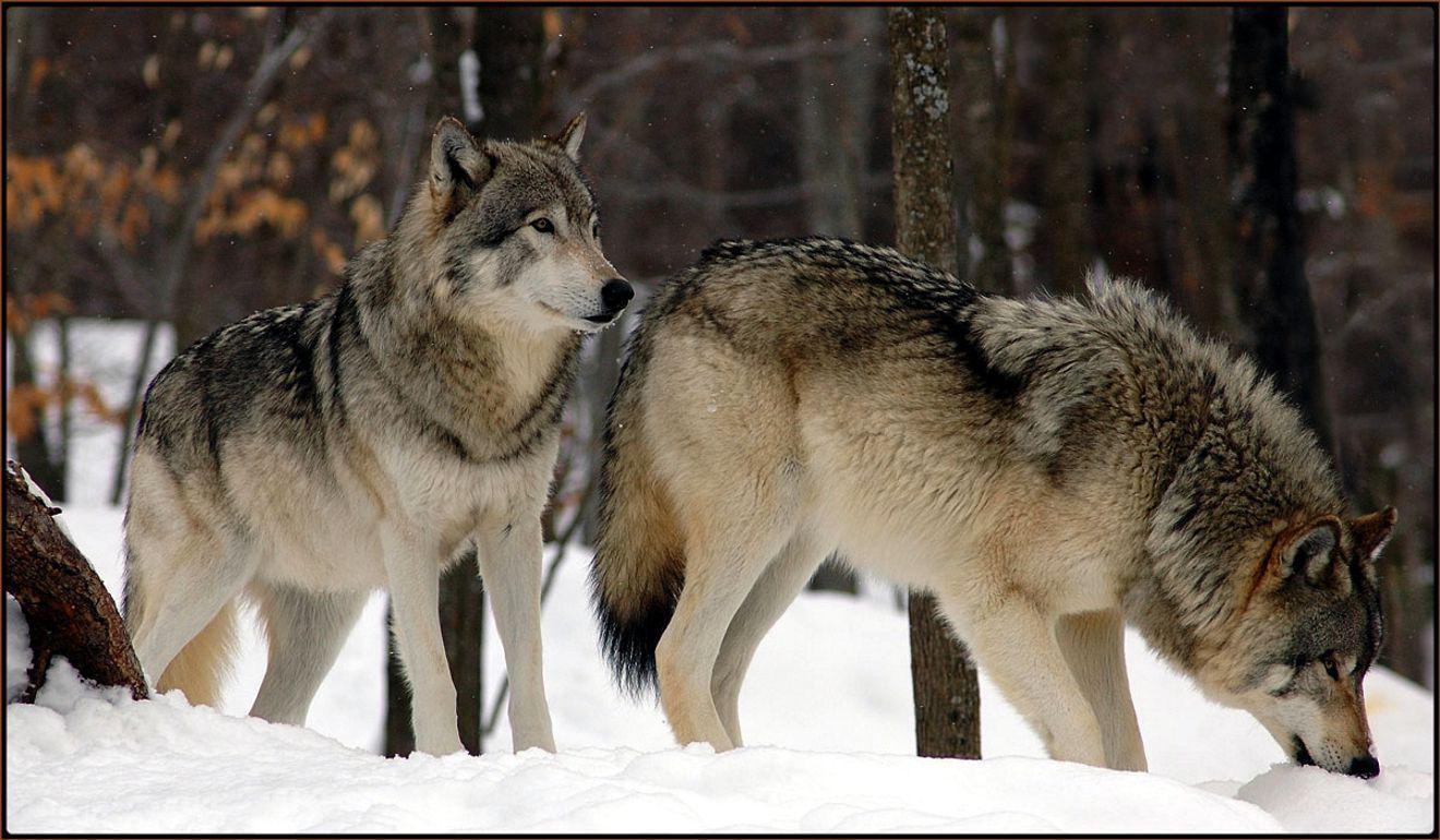 Wolf Pack Wallpaper Gallery (84 Plus) PIC WPW5011462