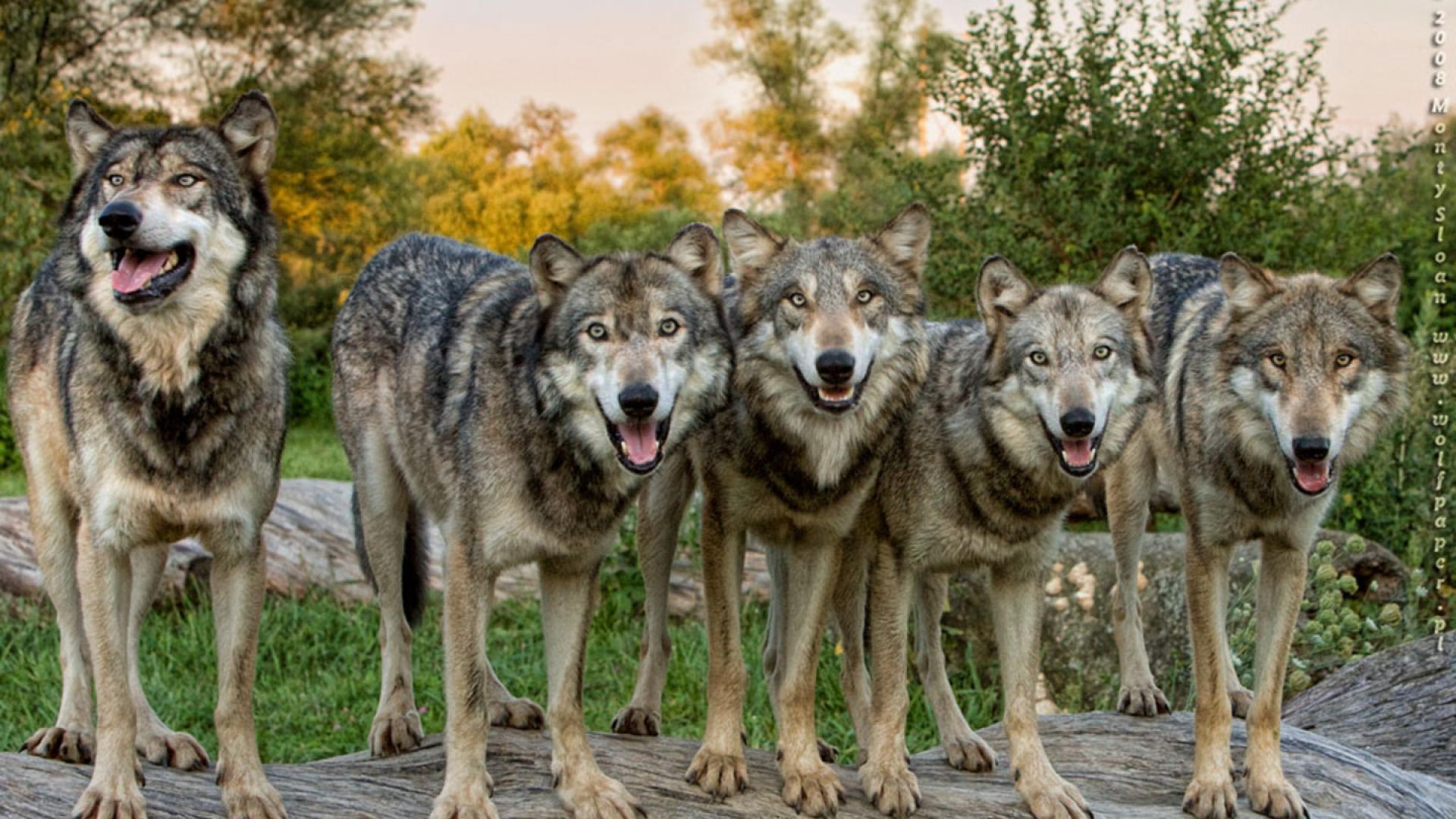ScreenHeaven: The wolf pack lobo landscapes wolves desktop