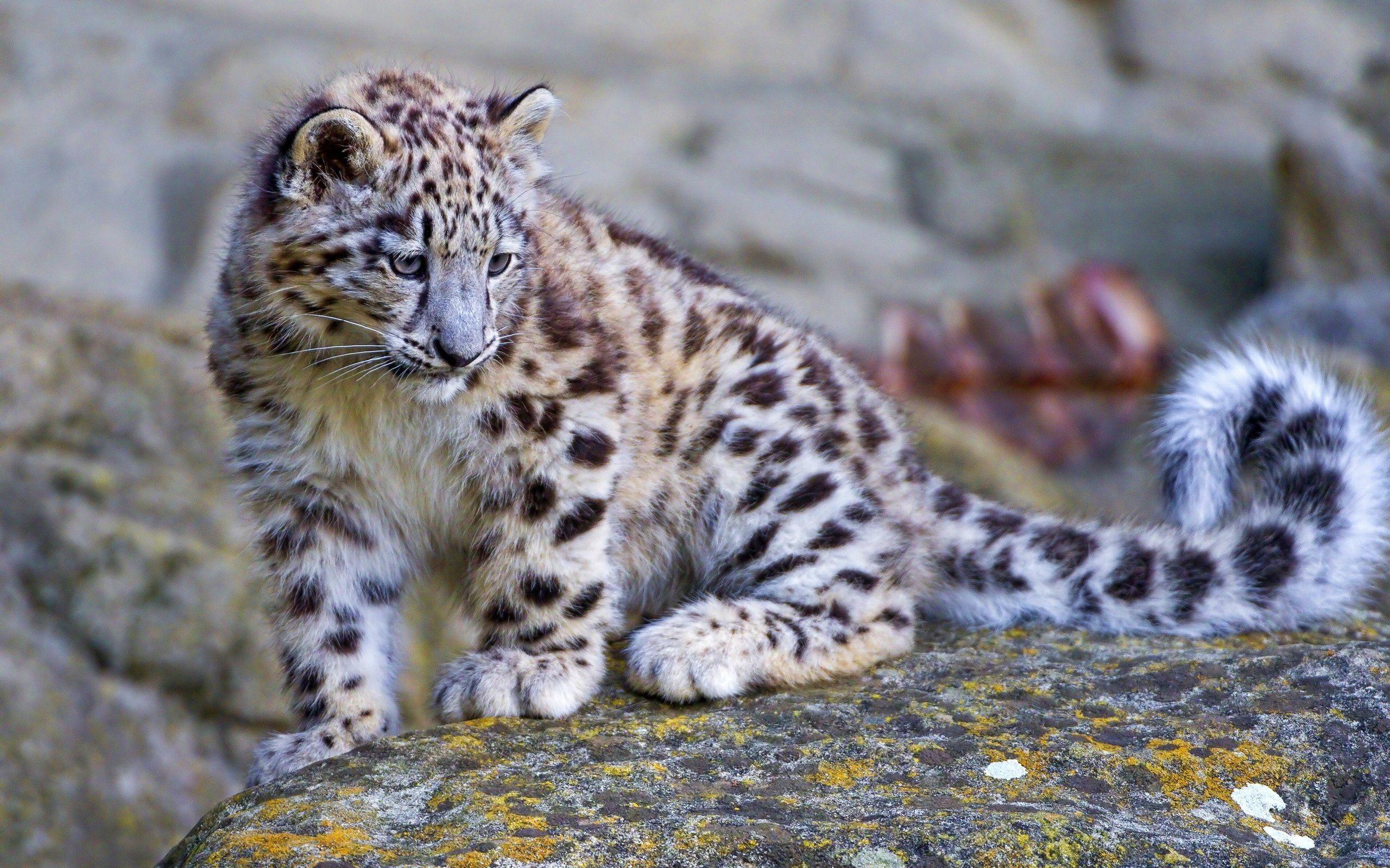 Snow Leopard Cubs HD Wallpaper, Background Image