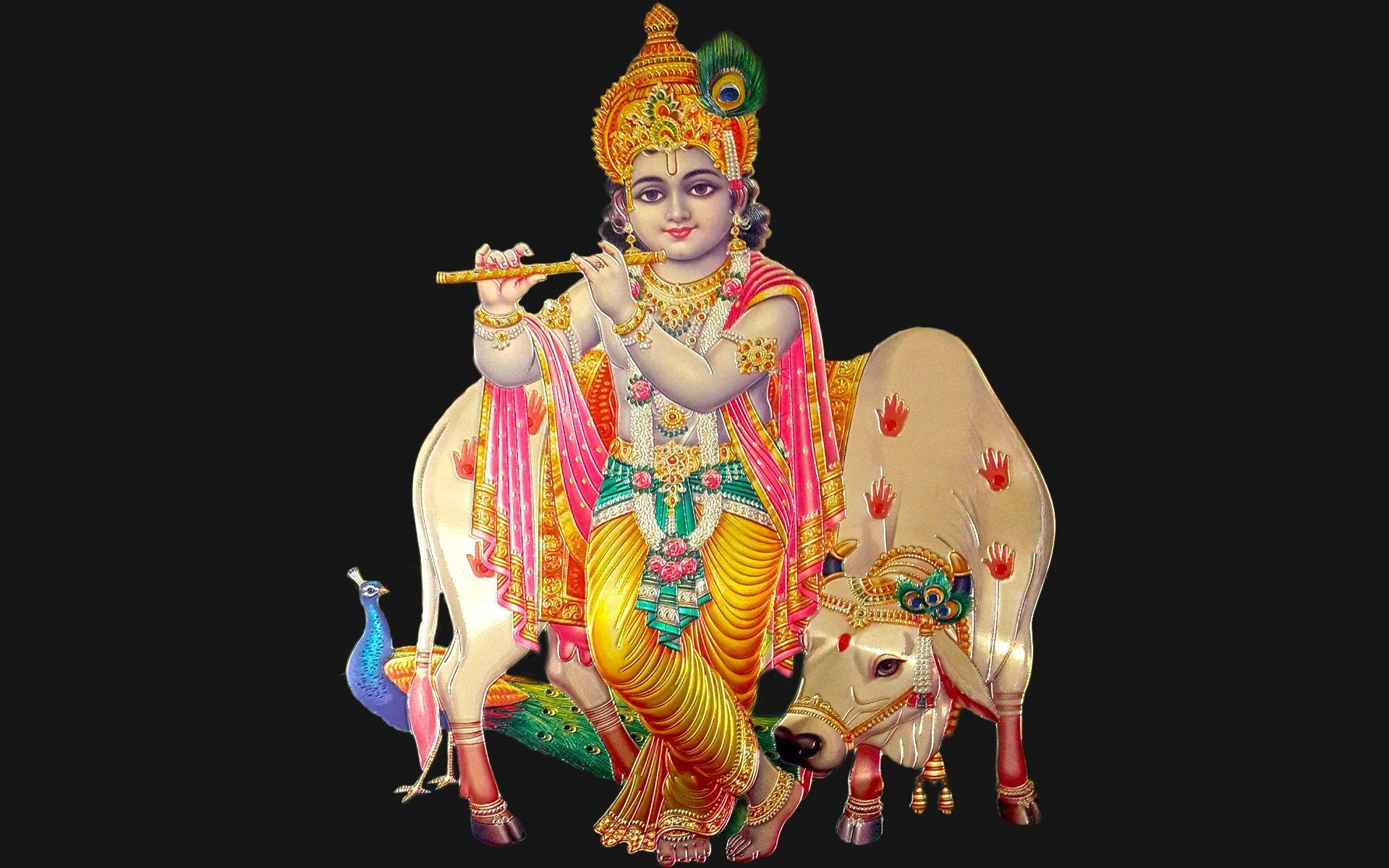 Lord Shree Krishna with cow. Beautiful HD wallpaper