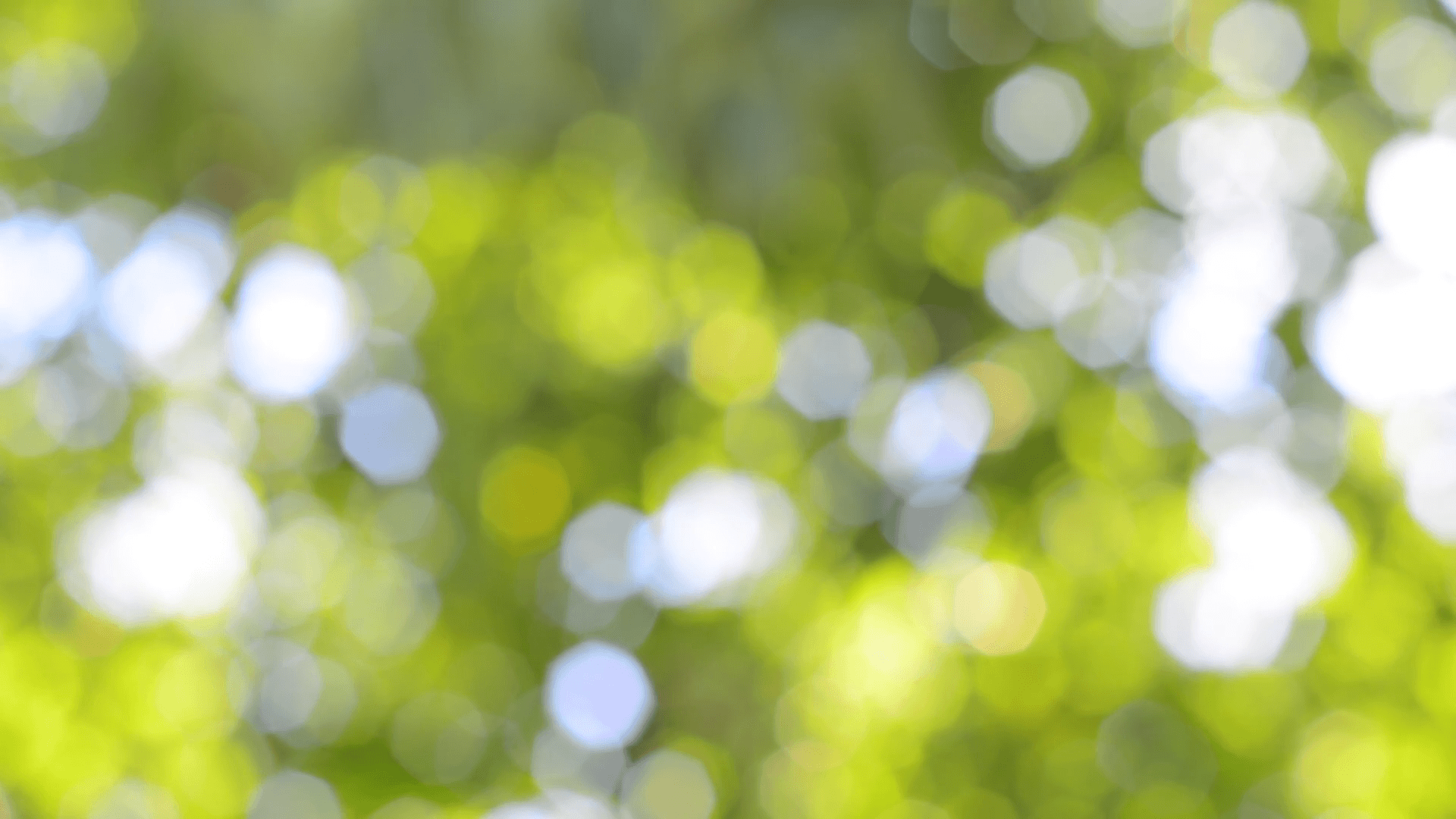 Nature background. Beautiful Sun shine through blowing on wind tree