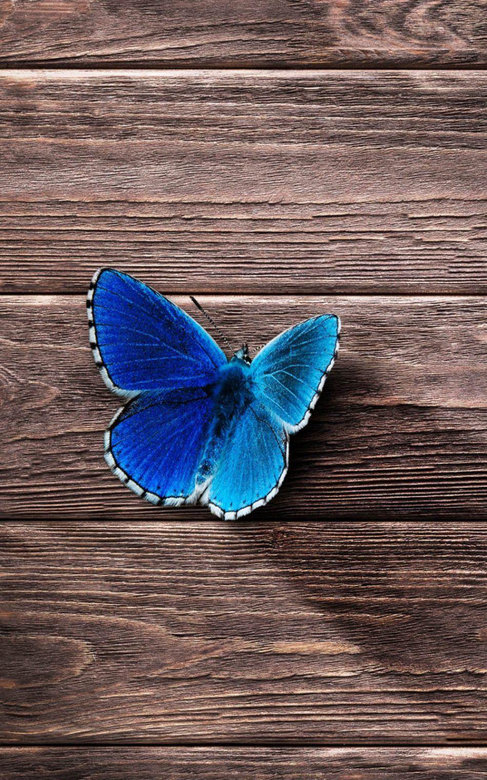 Beautiful Blue Butterfly Free 4K Ultra HD Mobile Wallpapers