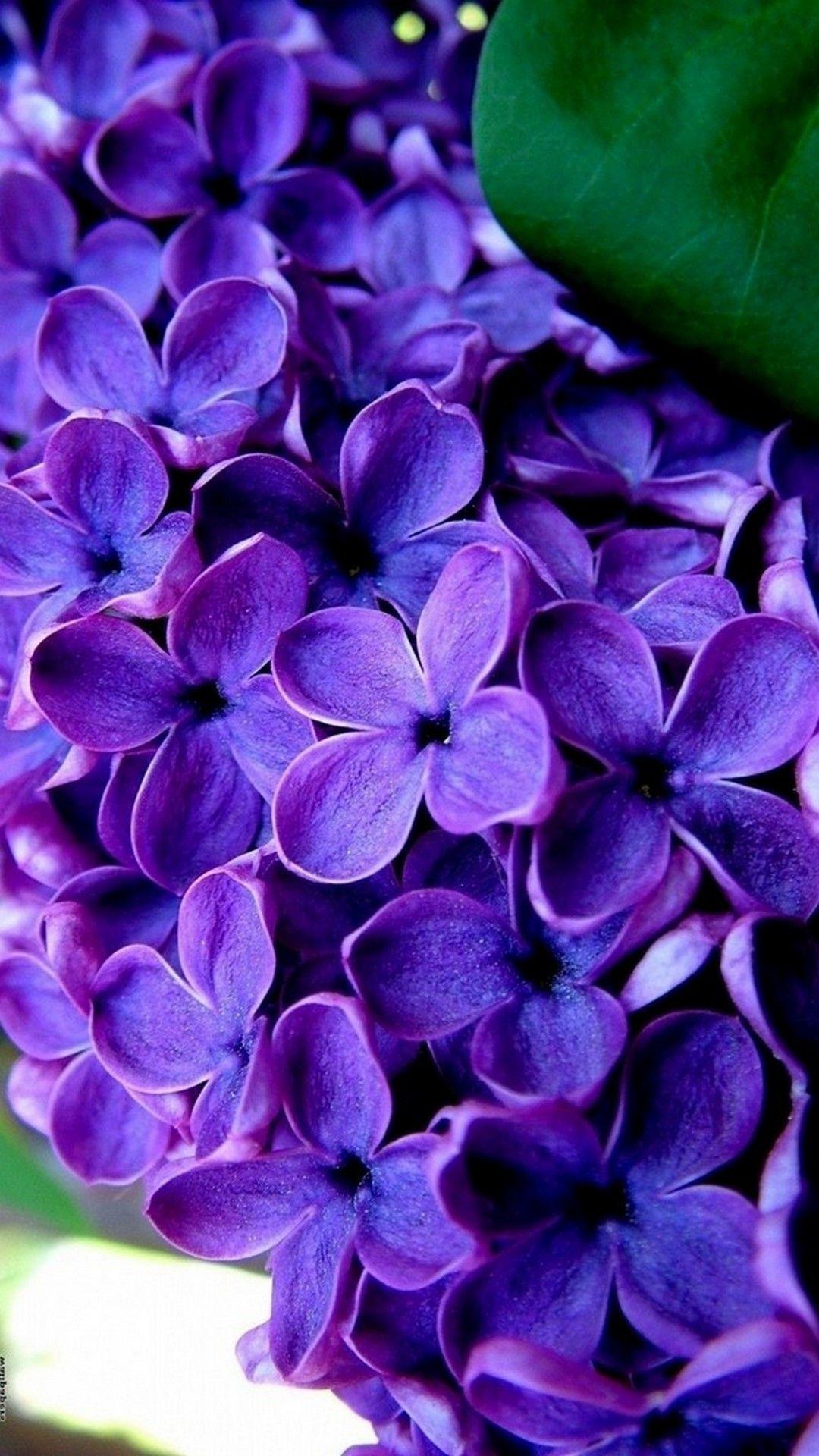 Purple Flowers Mobile Wallpaper HD