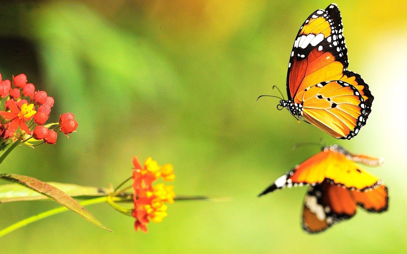 Butterfly Flying HD Wallpaper, Background Image