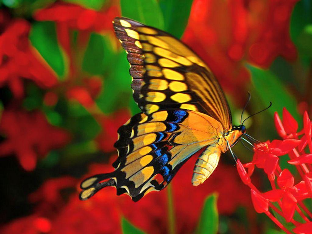 real butterflies wallpaper - ❧ Butterflies