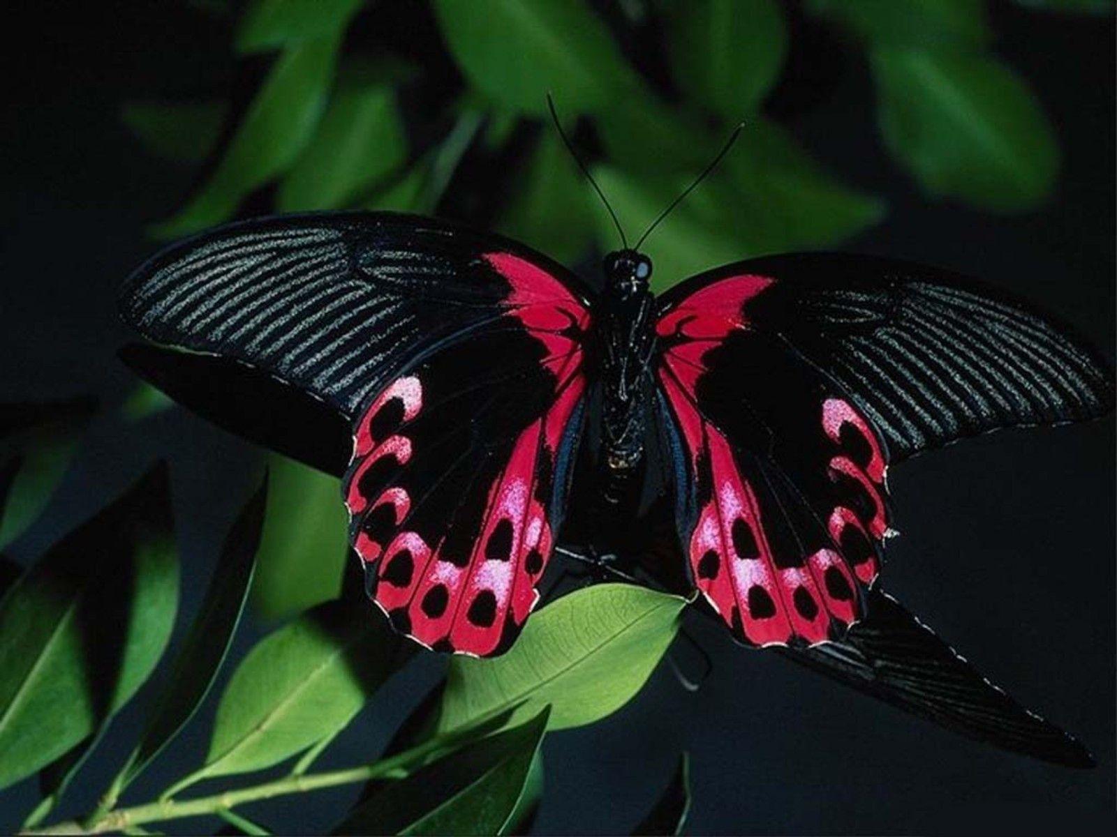 Pretty Butterfly Wallpaper