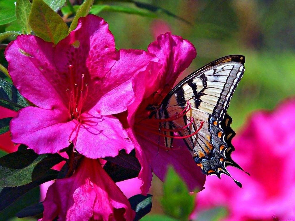 Wallpaper Tagged With Swallowtails: Pink Pair Butterflies Yellow