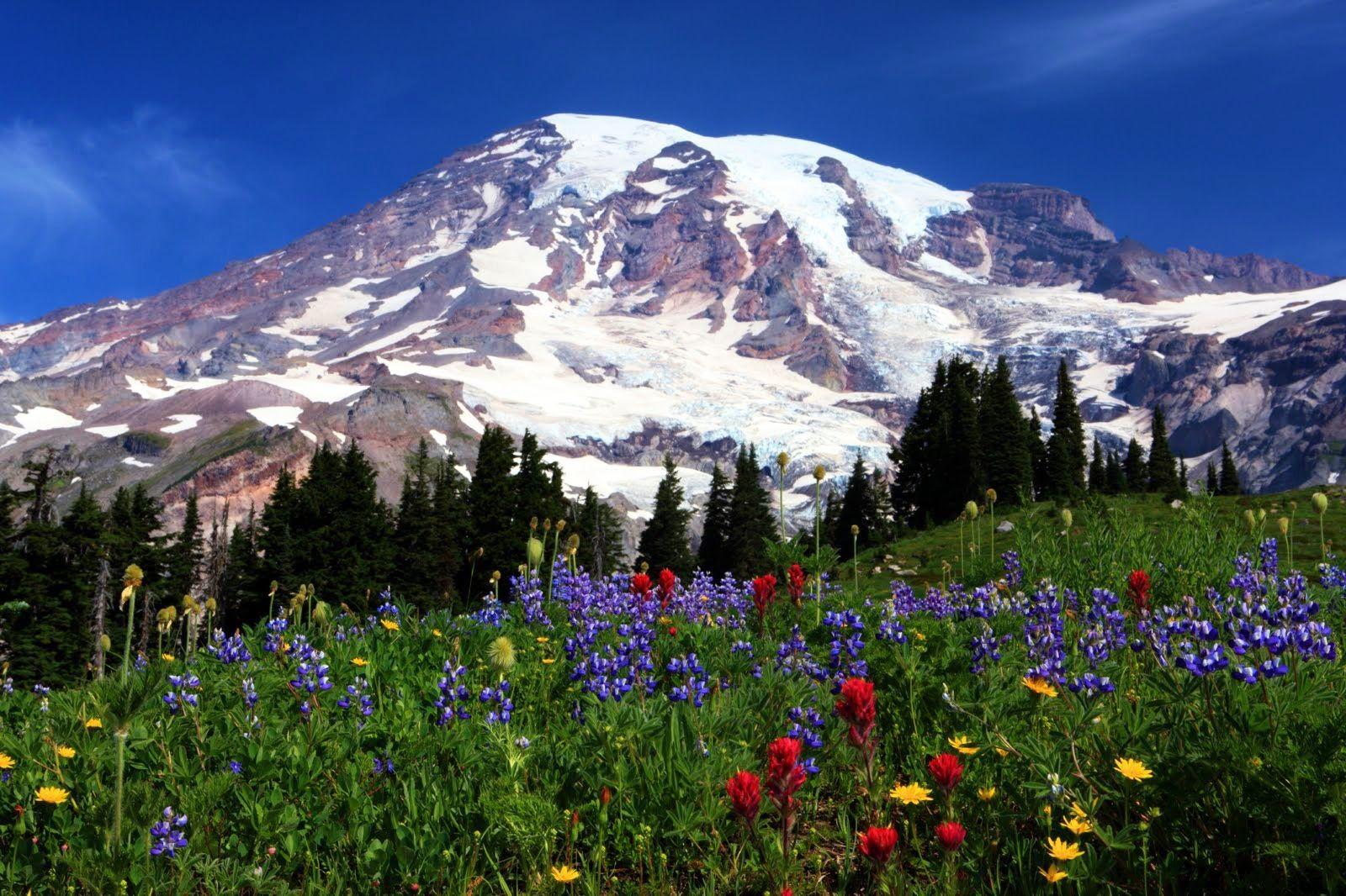 Mountains: Flowers Snowa Mount Rainier Blossoms Landscape Trees Sky
