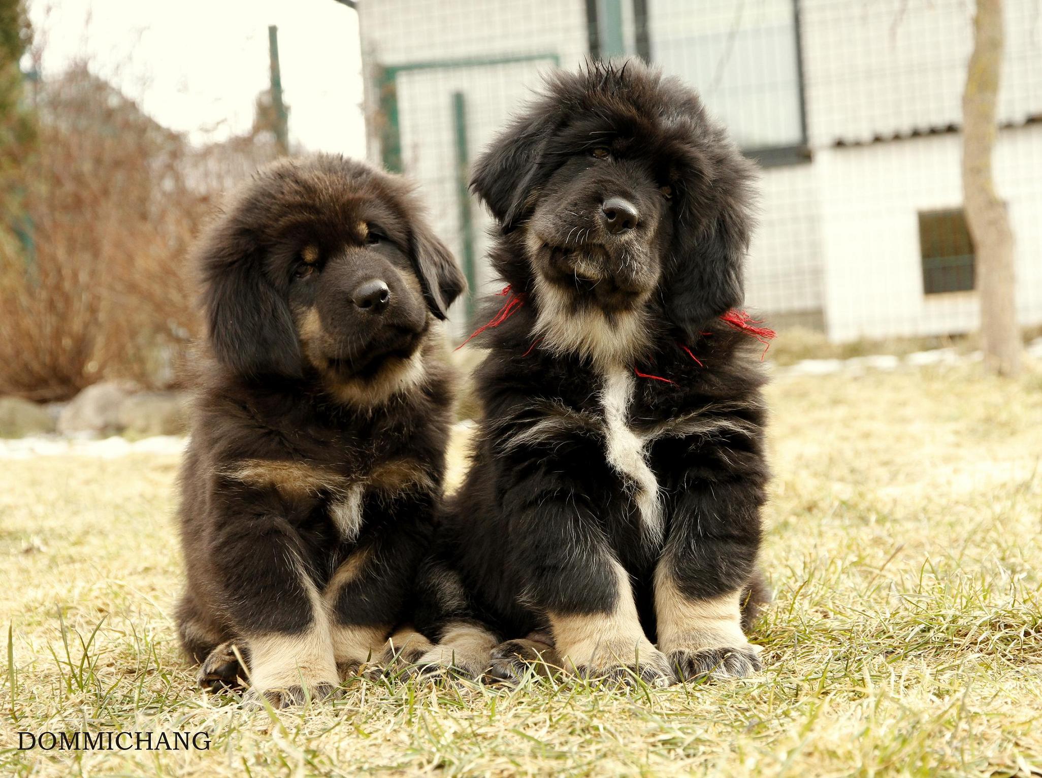 Tibetan Mastiff Puppies HD Wallpaper, Background Image