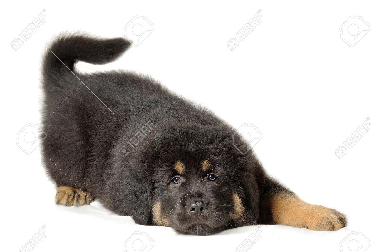 Puppy Tibetan Mastiff Lying Down In Front Of White Background