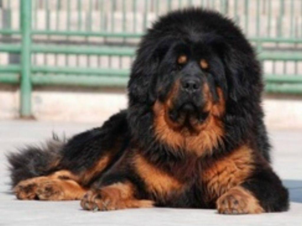 Tibetan Mastiff HD Wallpaper, Background Image