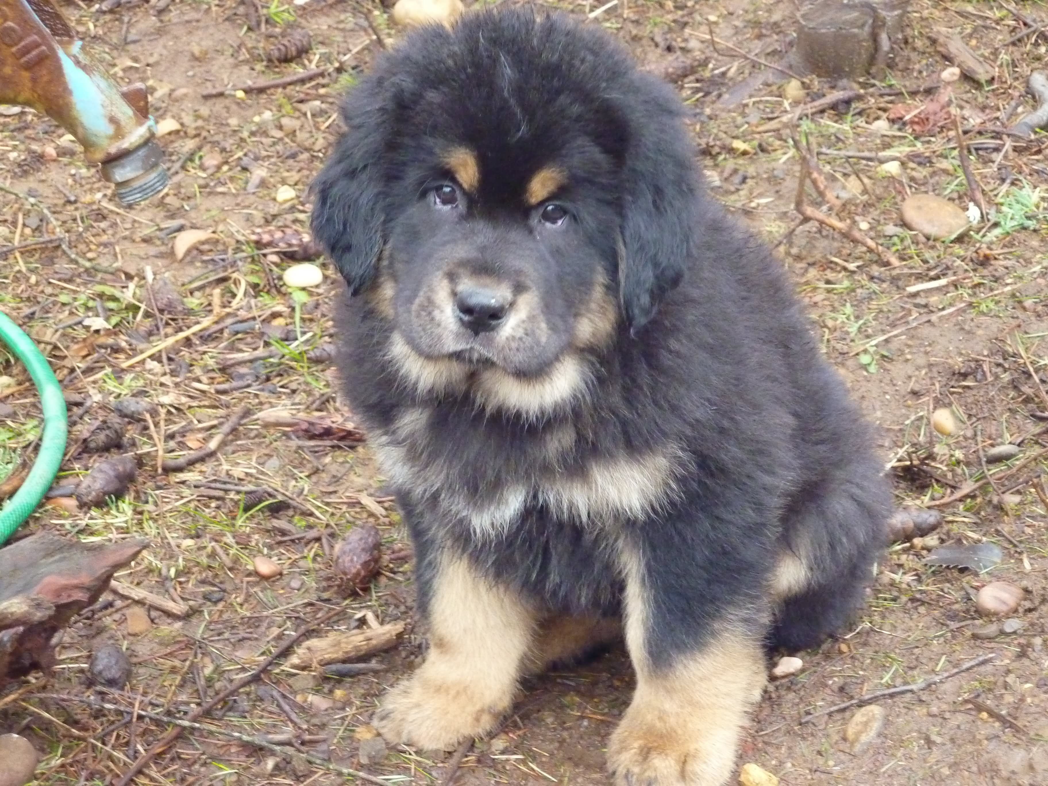 Cute Tibetan Mastiff Puppy Looking Picture Widescreen High Quality