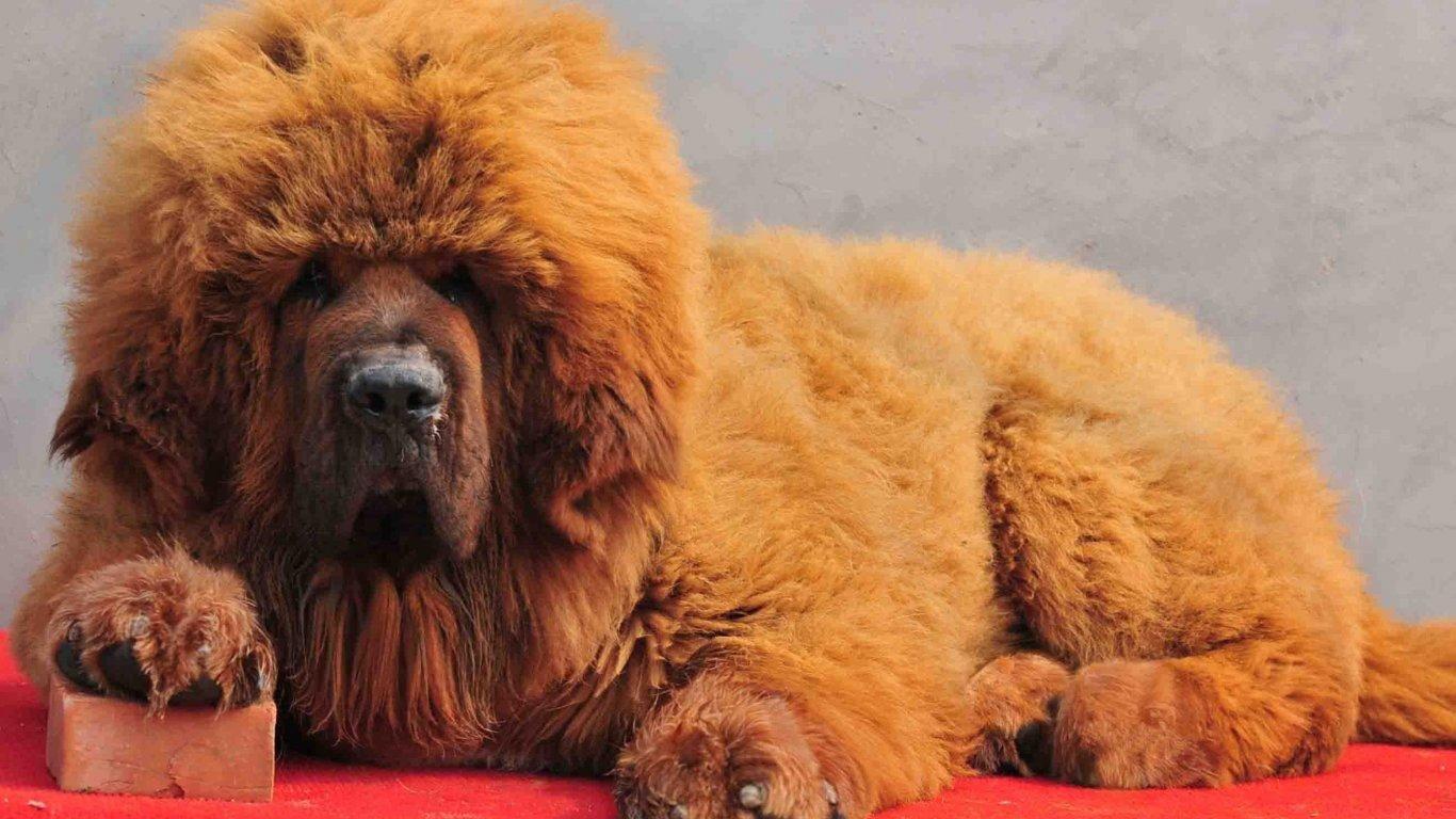 Tibetan Mastiff Wallpaper HD Download