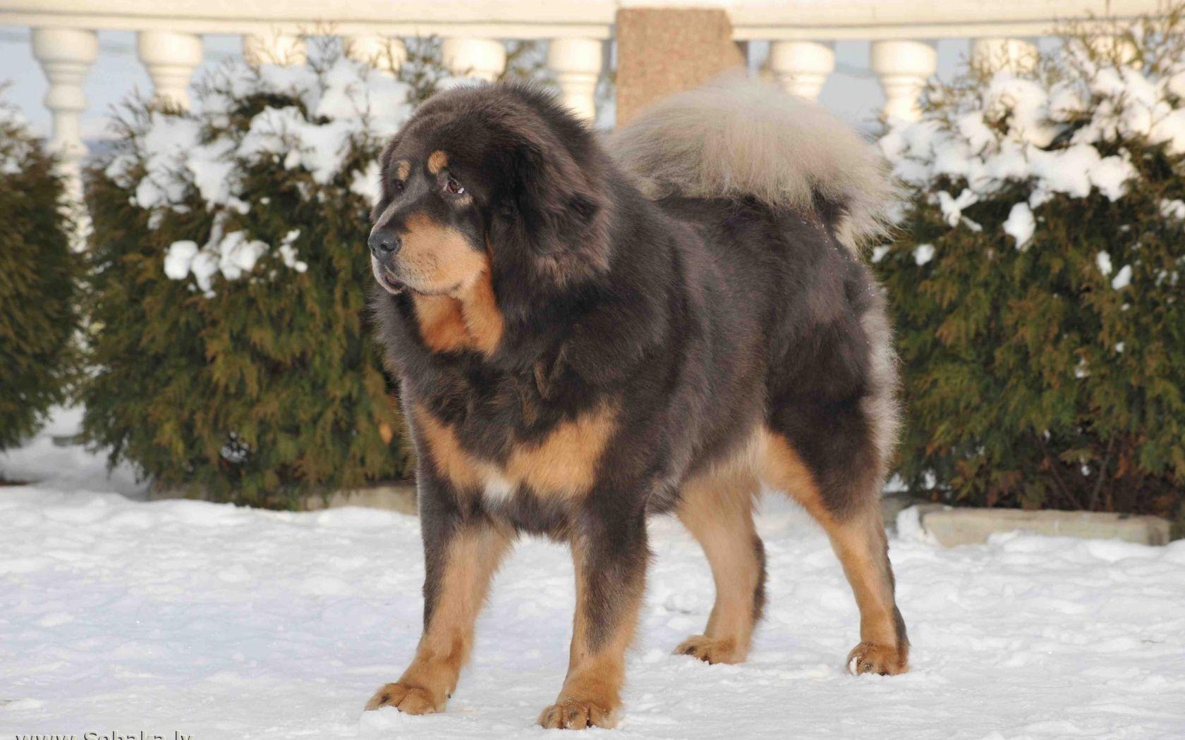 2308x1536px Tibetan Mastiff Wallpaper