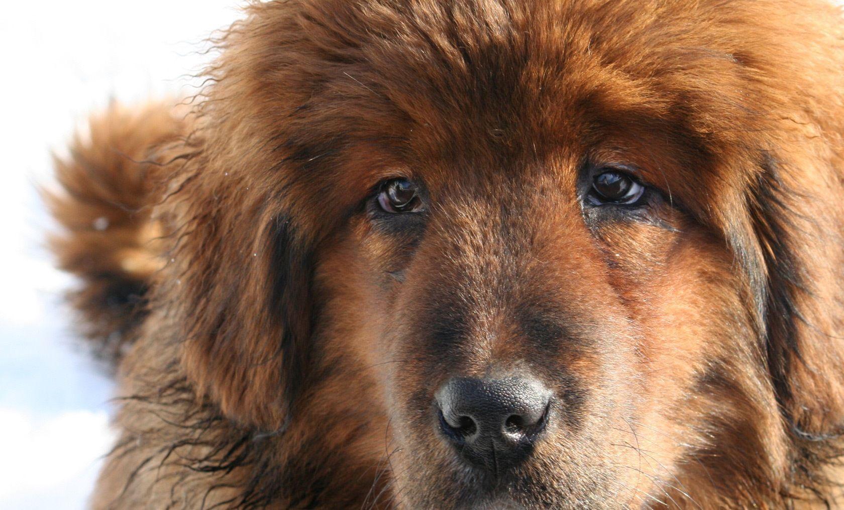tibetan mastiffs. Picture Tibetan Mastiff HD Wallpaper. Tibetan