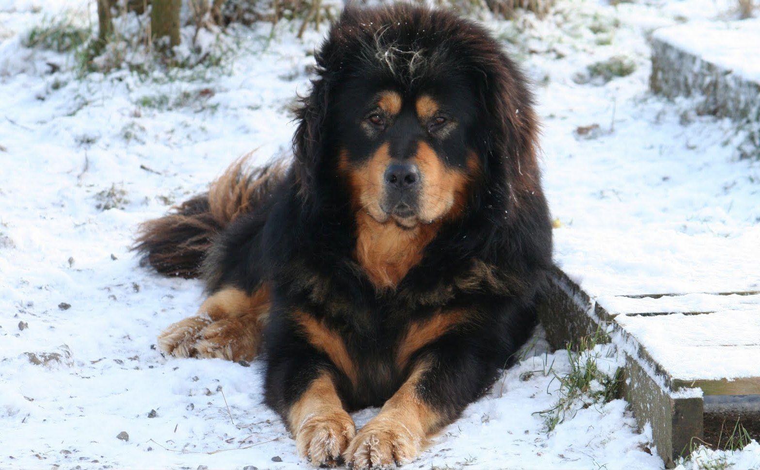 Tibetan Mastiff Dog
