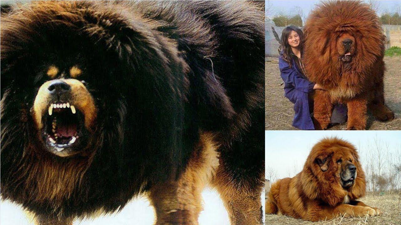 Dog Breeds Amazing Tibetan Mastiff Do Khyi Facts And Breed Info