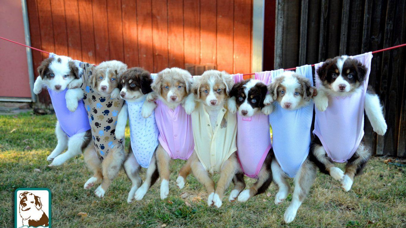 Dogs: Water Cloud Sky Cannie Tibetan Mastiff Dog HD Wallpaper HD 16